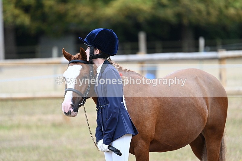 WJ7_8408 - Class 4 Prettiest Mare up to 14.2hh