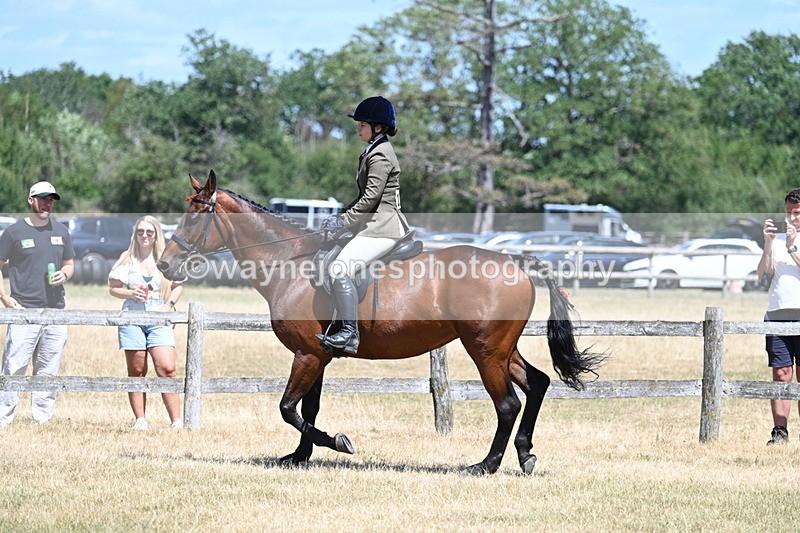 WJ7_2813 - Class 7 Riding Club Show Horse
