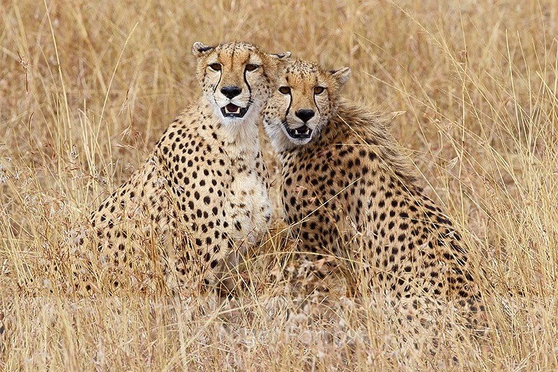 Cheetah brothers - Cheetah