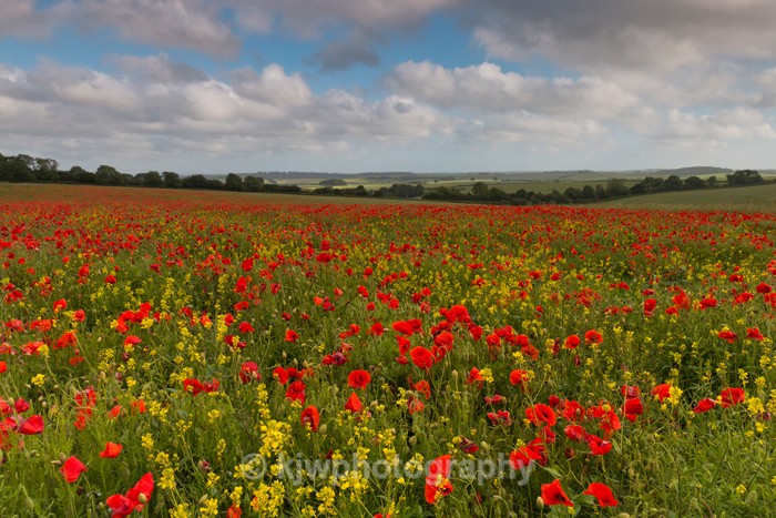 Primary Colours - Gallery 8