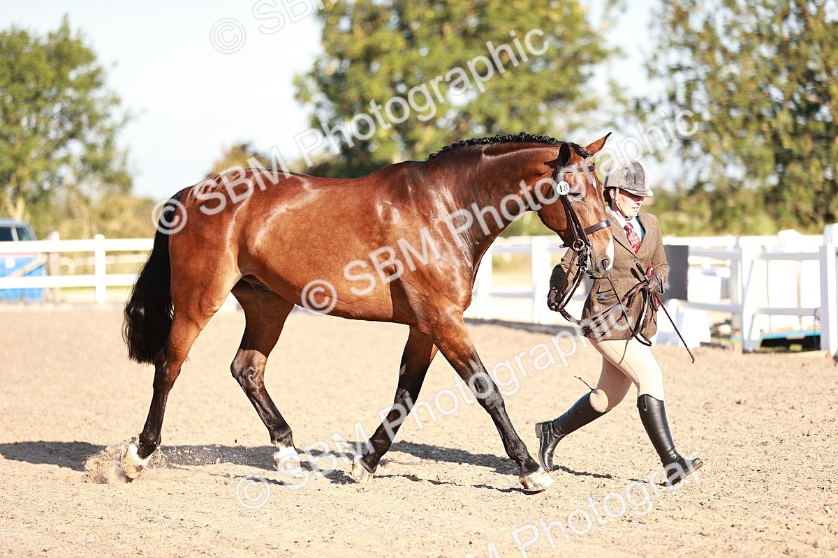 SBM_11233 - Class 401 - IH  Veteran horse
