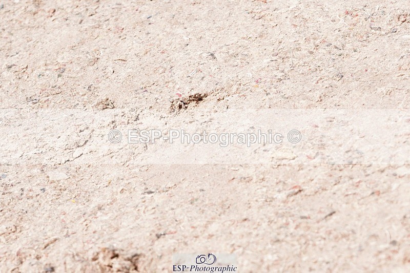 250510-125312-11340 - Cls 15 Prestige Big Star Quali  2nd Jump Off