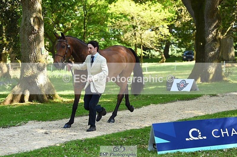 230524-161216-00755 - 255-HI_MR_HENRY-Henry_Hobby-WEDTrotUp+DR