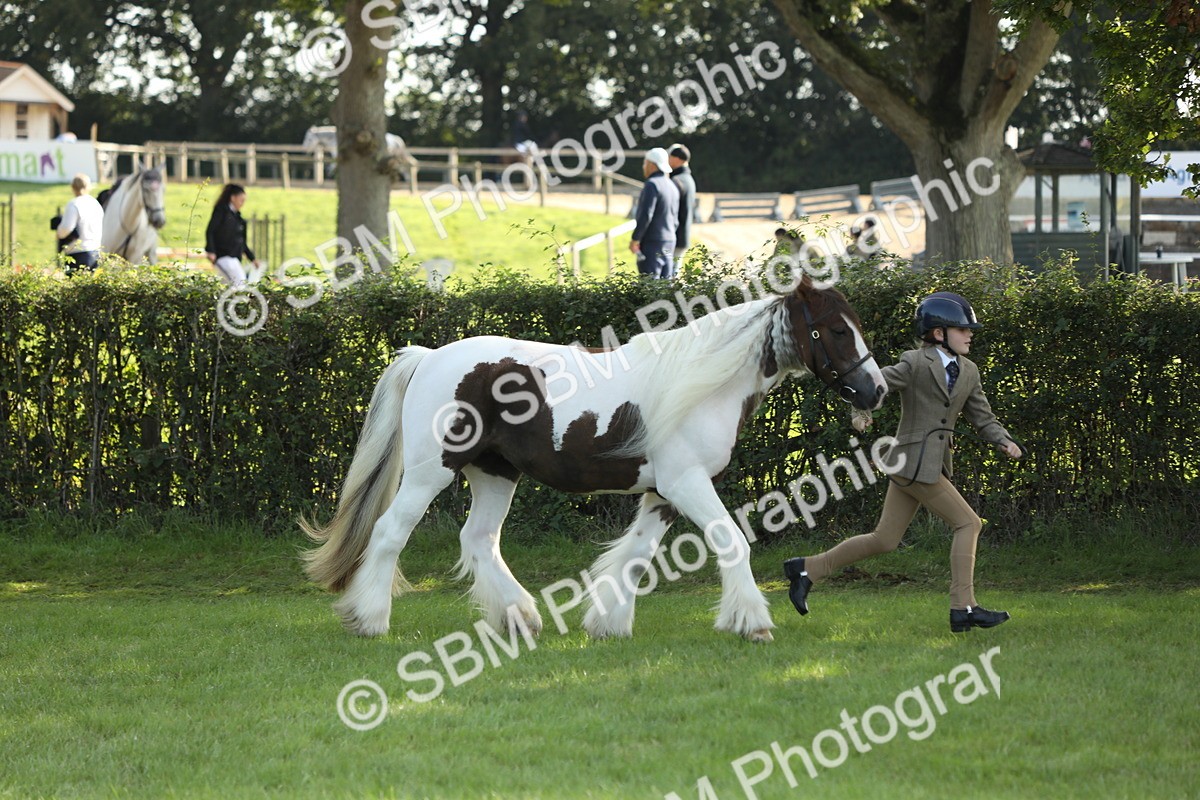 SBM_62327 - S45 - Mini Show Cob In Hand