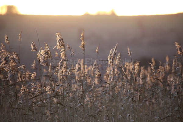 Chew Valley lake reeds _S153 - Somerset landscape Photography