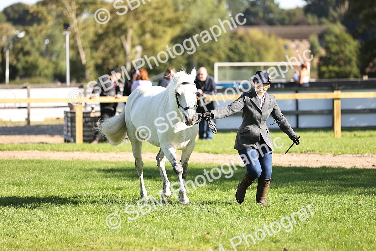 SBM_15927 - S1 - TSR in Hand Horse & Pony Showing