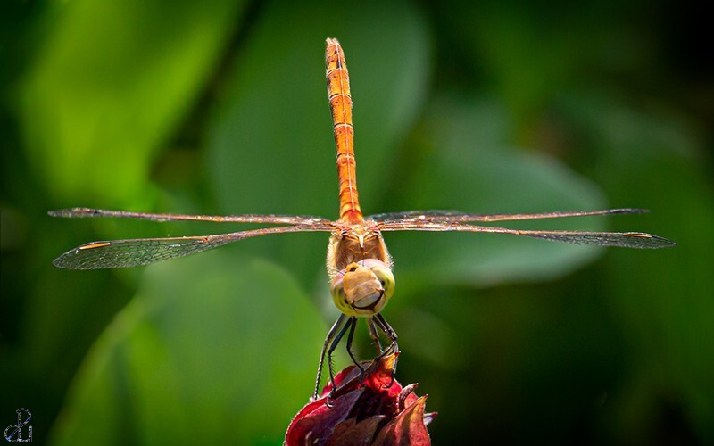 Happy Dragonfly - Macro Nature