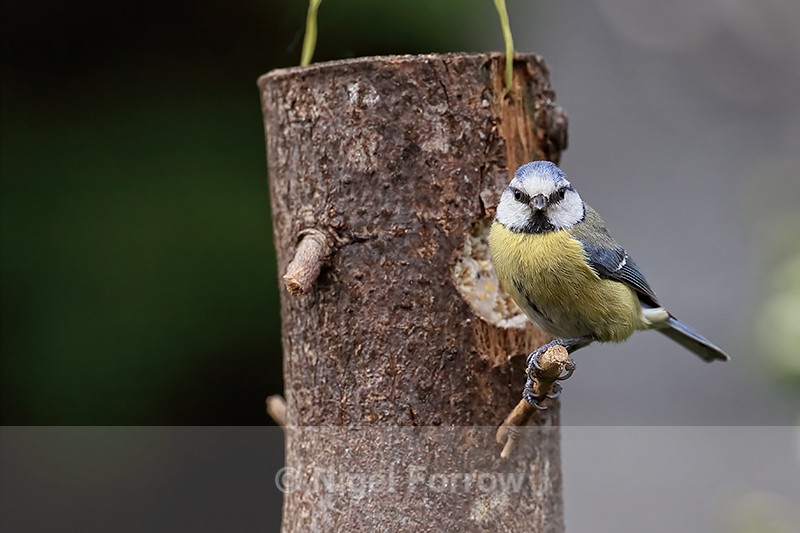 Blue Tit on garden feeder, Oxfordshire, UK - Blue Tit