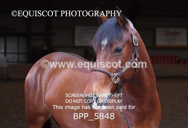 BPP_5848 - Marion West pony 3