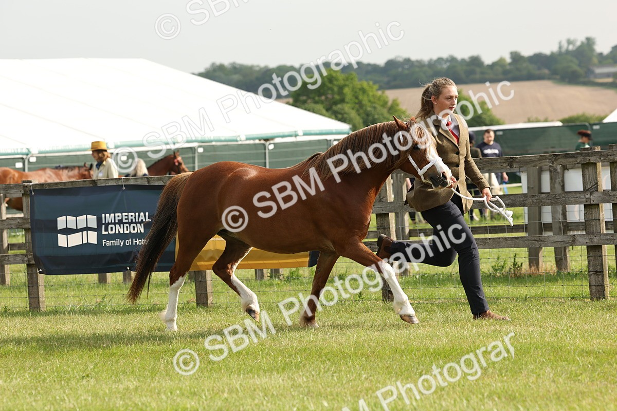 SBM_00487 - Class 6-13 - Mountatin and Moorland In Hand Welsh Breeds