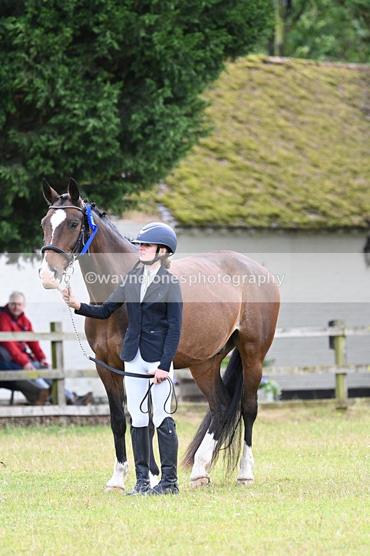 WJ7_7182 - Class 5a Most Handsome Gelding in Hand