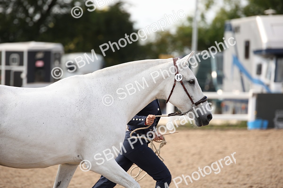 SBM_07065 - Class 25 IH Foreign Breeds- Pure bred