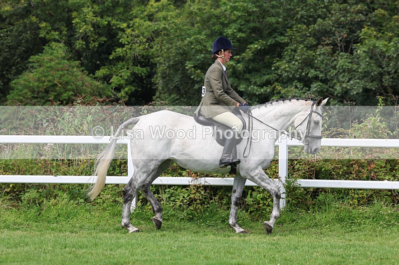 3E7A8623 - Class 5: Working Show Horse