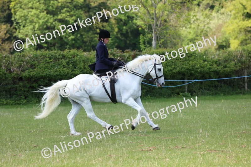 20250427-2646 - Class 20 - Working Hunter Ponies