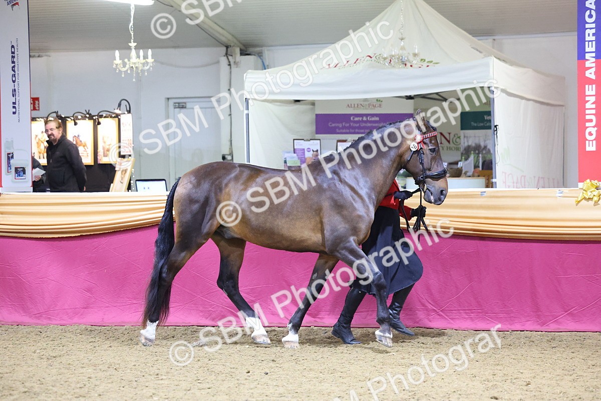 SBM_19091 - Class H Foreign Breeds Champ
