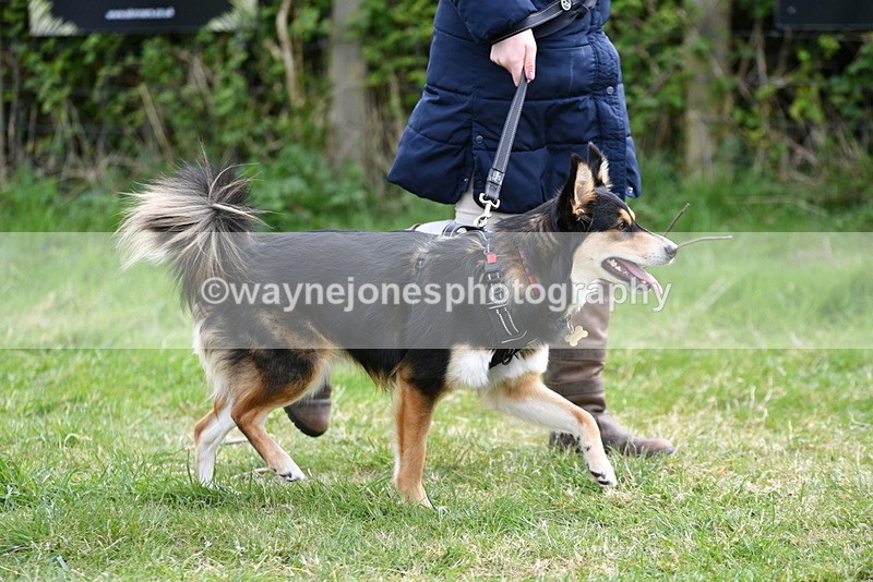 WJ5_9519 - Class 3 Most Handsome Dog