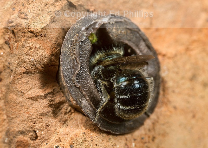 Osmia caerulescens (f)