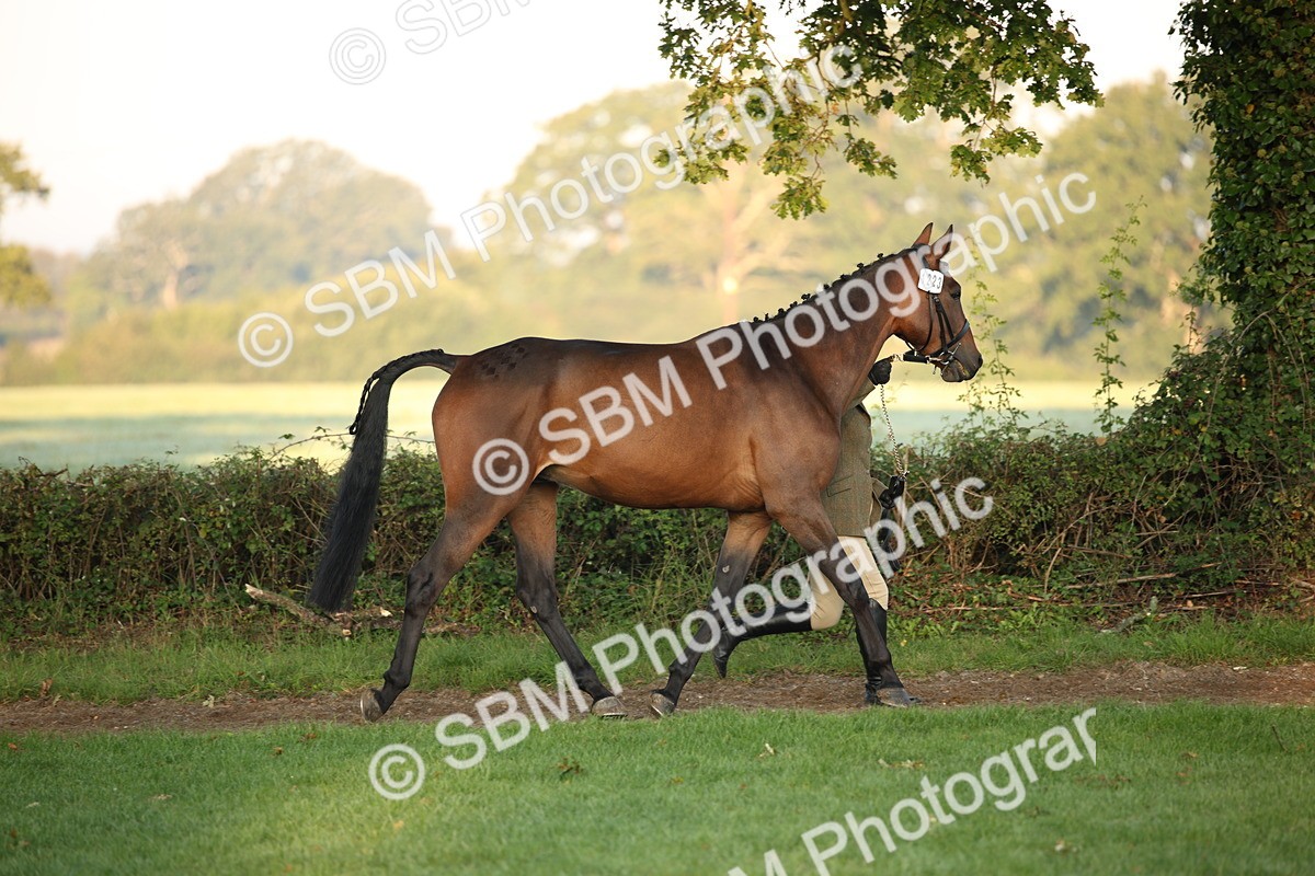 SBM_56815 - S49 - Riding Horse & Hack & Thoroughbred In Hand