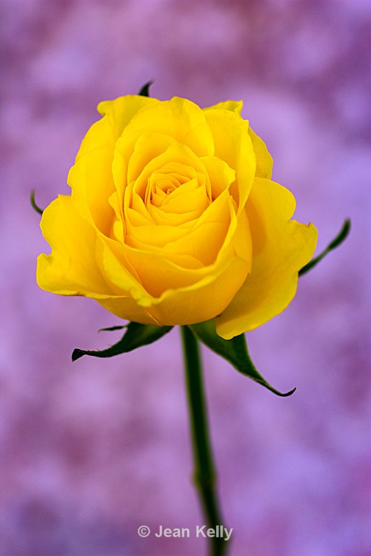 Single Yellow Rose - DSC_0808 - Yellow