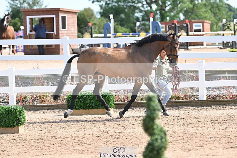 240717A-154928-03075 - Trot Up 3pm to 4pm