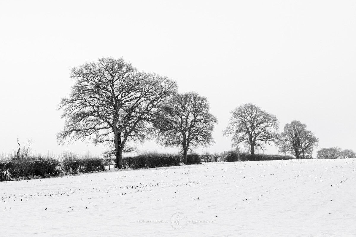 Telegraph trees - WINTER