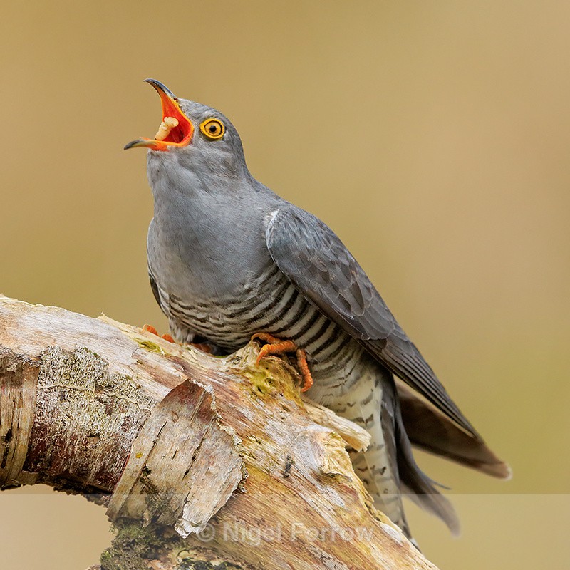 Cuckoo (male) swallowing caterpillar, Scotland - Cuckoo