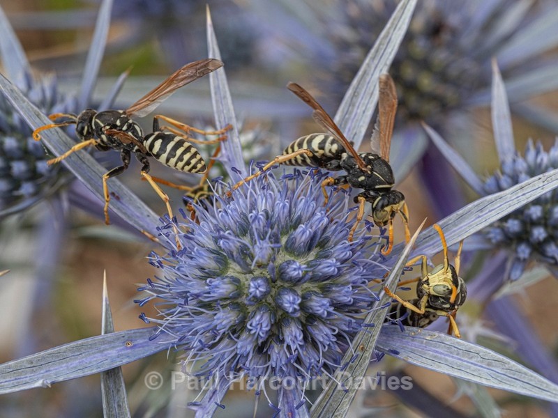 Paper wasp (Polistes associus) feeding on nectar from Eryngium - Insects & Spiders & other animals 2021