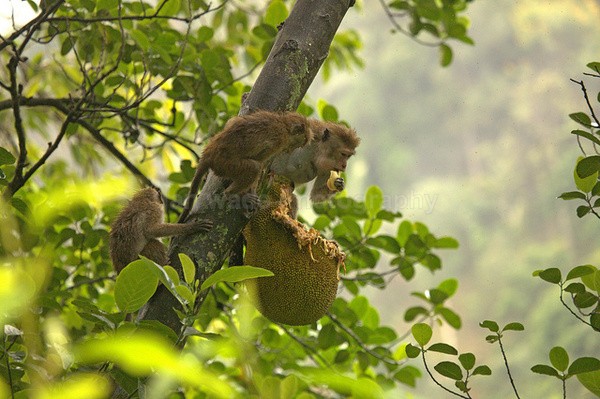  - Sri Lanka wildlife, people & places
