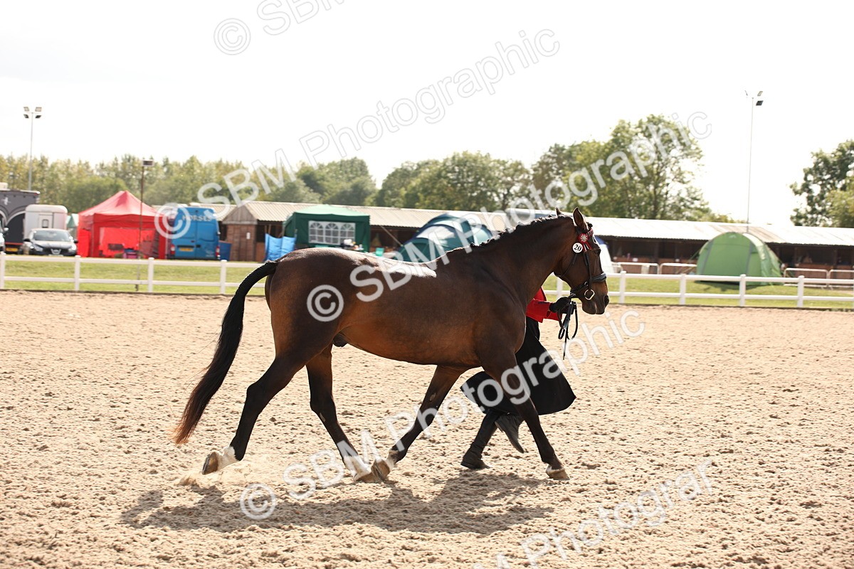 SBM_07425 - Class 26 IH Foreign Breeds -Part bred