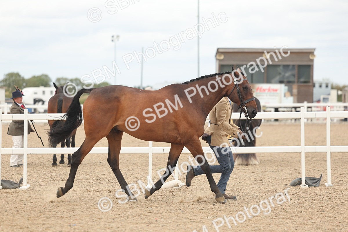 SBM_17049 - Class 313 - IH Retired Racehorse