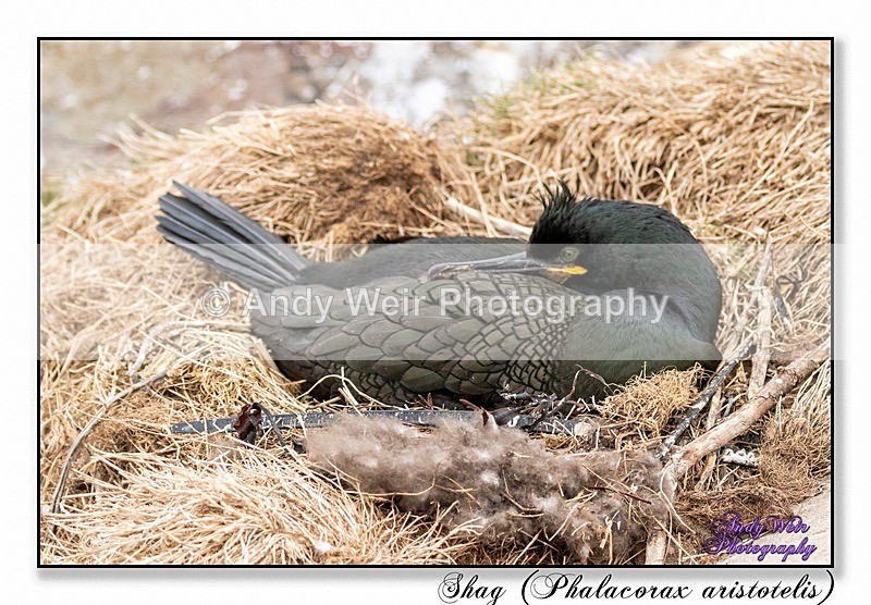 190604-untitled-8E0A4685-Edit - Cormorants & Shags