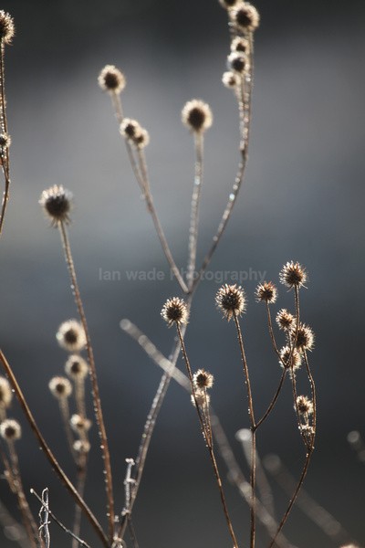 Winter plants_ FL074 - Wild Flowers,  plants & Fungus photography, Great Britain