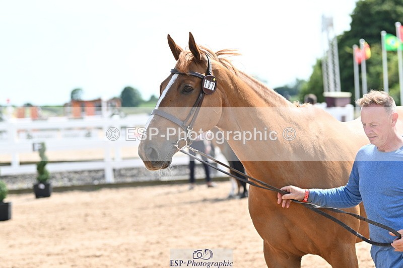 240717A-150701-02556 - Trot Up 3pm to 4pm
