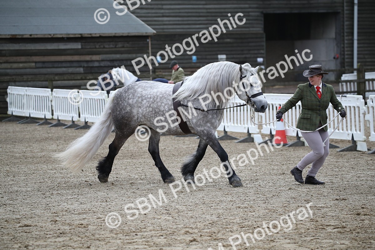 SBM_004039 - Class 1-4 - Young Stock classes Inc. In Hand Championship