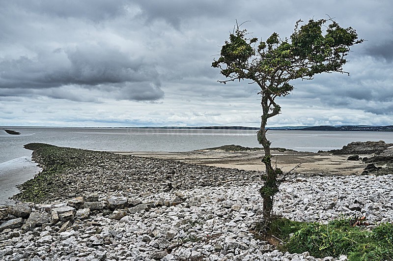 Jenny Browns Point Silverdale - Landscapes around Morecambe Bay