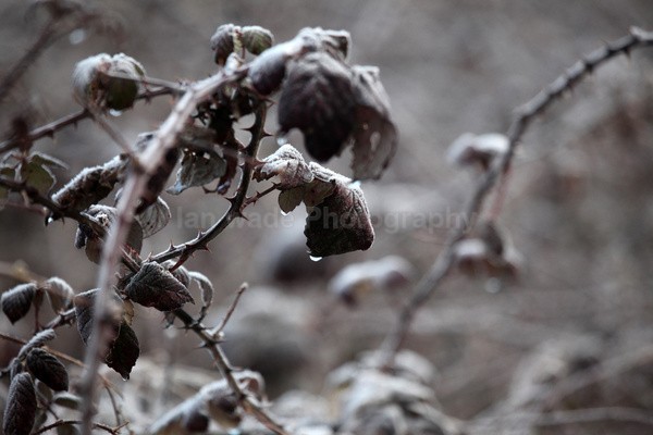 Hedge brambles FL063 - Wild Flowers,  plants & Fungus photography, Great Britain