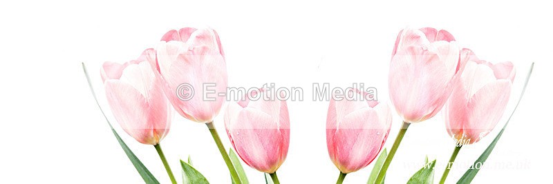 Red tulips comp - Nature