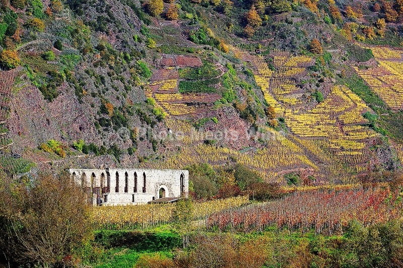 - Vineyards & Vines / Weinberge & Reben