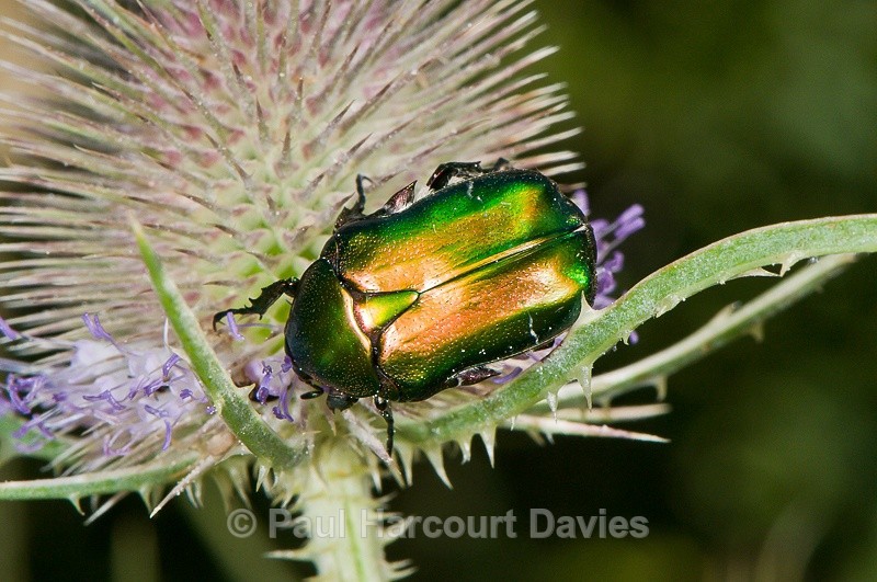  - Bugs: Macro insects