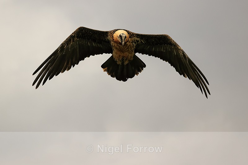 Lammergeier flies overhead dark clouds, Pre-Pyrenees, Catalonia, Spain - Lammergeier