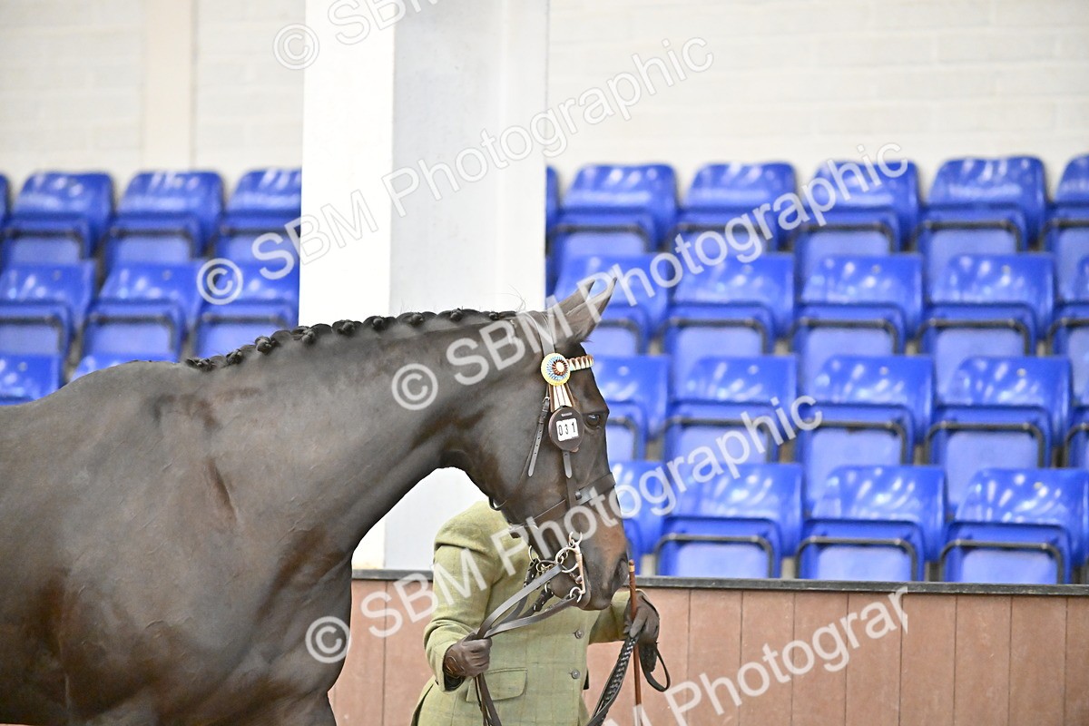 SBM_000110 - Class 6 - BSHA In Hand Racehorse to Show Horse