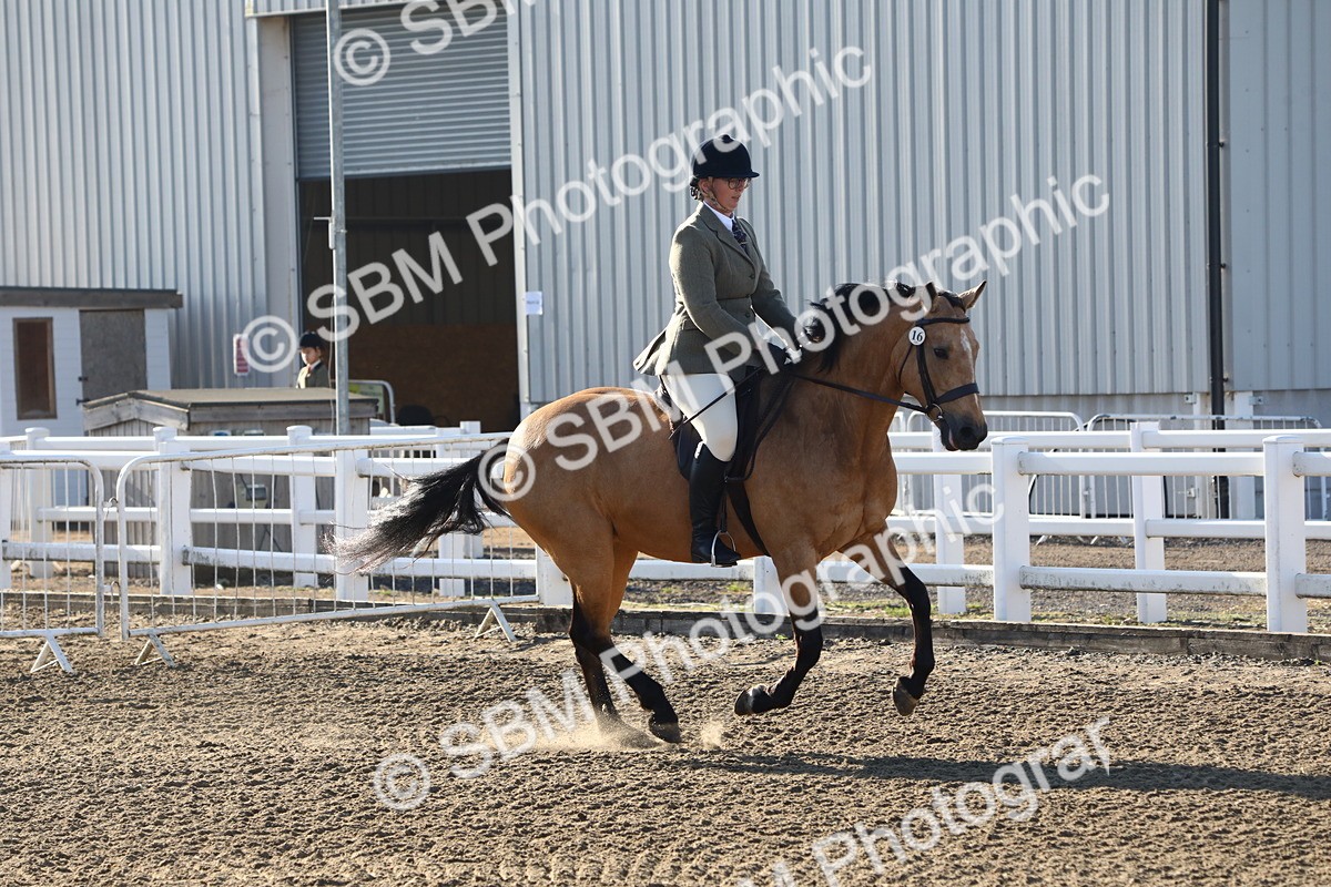 SBM_07908 - Class 501 - Riding Club Pony