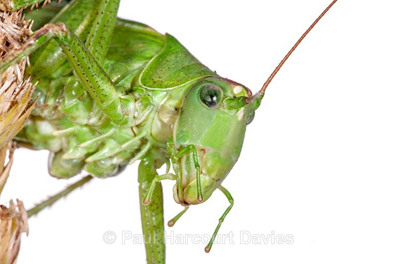 Bush Cricket (Tettigonia cantans) - Small Creatures - WB