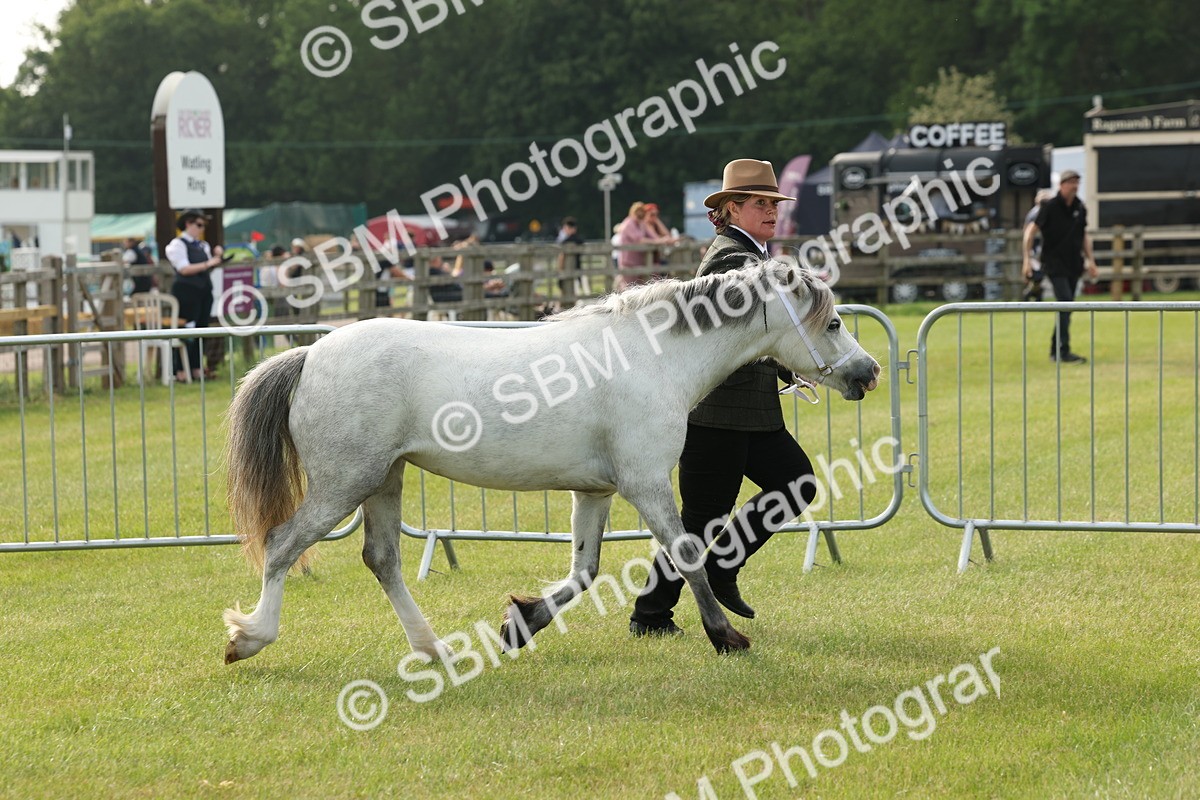 SBM_00522 - Class 6-13 - Mountatin and Moorland In Hand Welsh Breeds