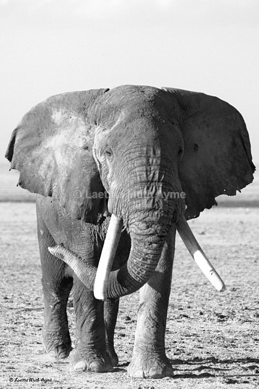 _M7B0156 Amboseli - Elephants