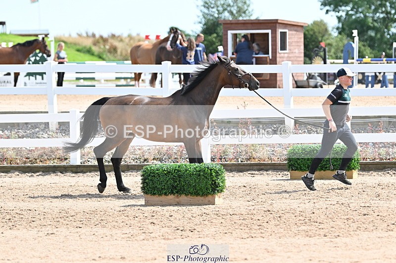 240717A-151124-02620 - Trot Up 3pm to 4pm