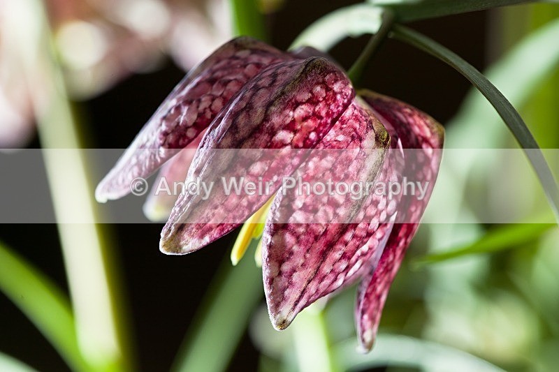 20120226-_MG_8875 - Plants & Flowers