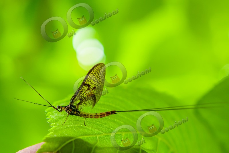 mayfly-5374 - Insects from around the world