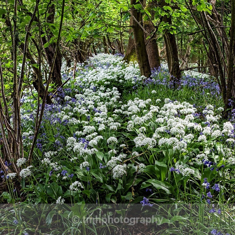 Garlic Pathway - Yorkshire Countryside