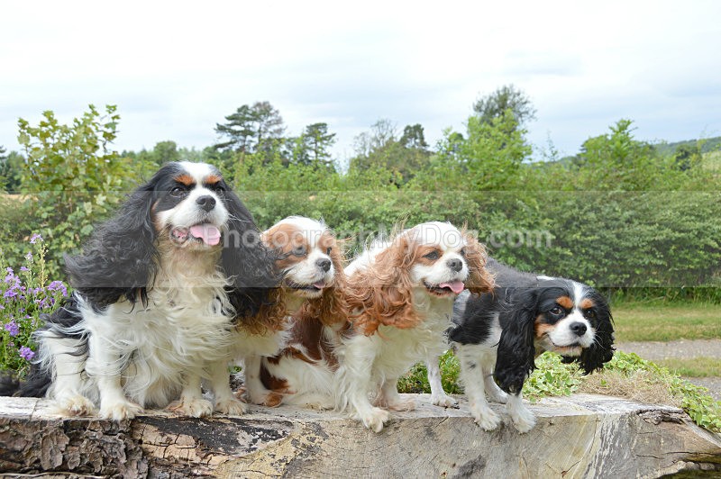  - Cavalier King Charles Spaniels